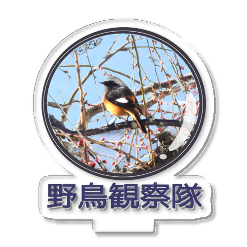 ジョウビタキ　野鳥観察隊　日本の野鳥　 アクリルスタンド