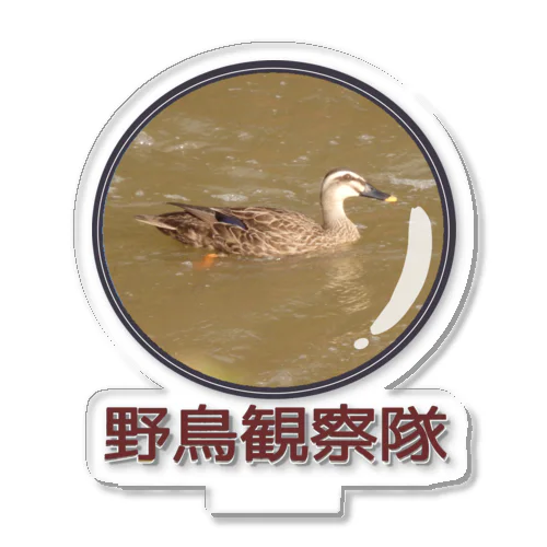 野鳥観察隊　カルガモ　日本の野鳥　水辺の鳥 アクリルスタンド