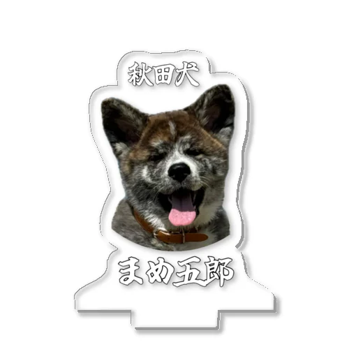 秋田犬、まめ五郎 アクリルスタンド