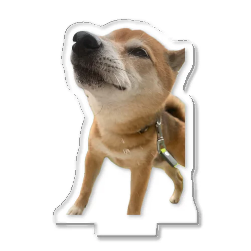 柴犬むさし Acrylic Stand