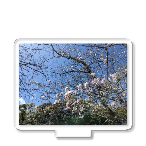 桜が散る頃に Acrylic Stand