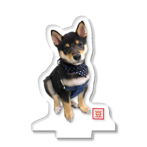 🐾豆柴BOY🐾 世界中で愛される柴犬 Acrylic Stand