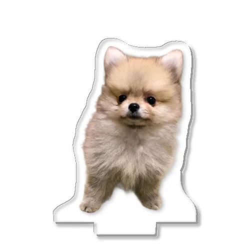 パピー時代の毛玉ちゃん Acrylic Stand