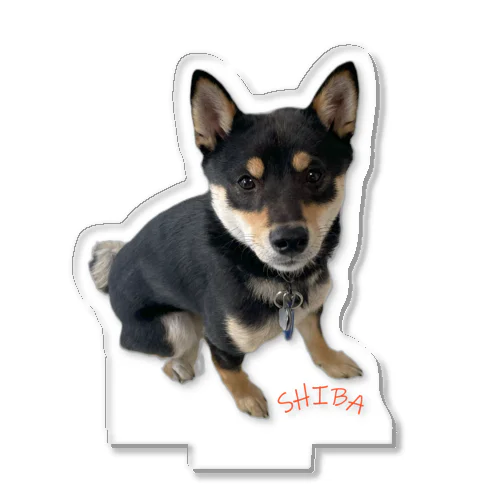 🐾豆柴BOY🐾 世界中で愛される柴犬　1歳 Acrylic Stand