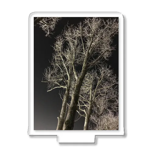 202001121944000　夜の樹木 アクリルスタンド