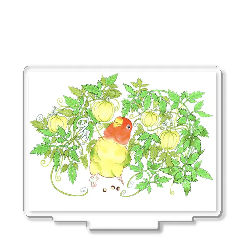 【コザクラインコ】9月のオピーチョ Acrylic Stand