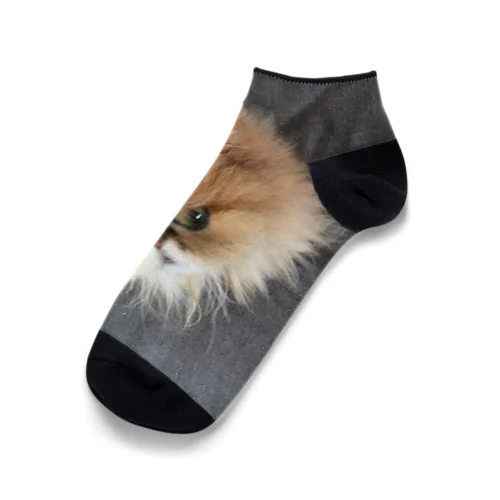 ぶちゃ猫・茶々丸 Ankle Socks