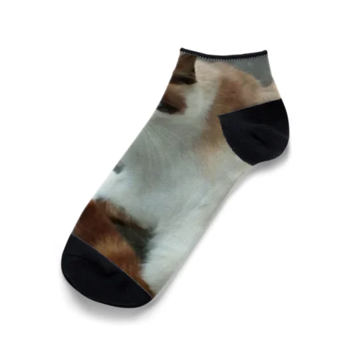201408161744000　焦げ目の猫 Ankle Socks