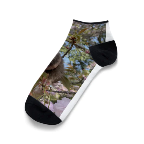 桜の下で、フェレットと。 Ankle Socks