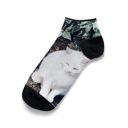 猫 Ankle Socks