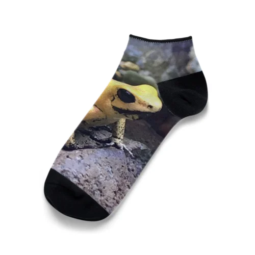 モウドクフキヤガエル Ankle Socks