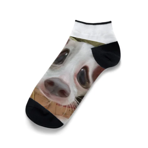 スピってる犬  Ankle Socks