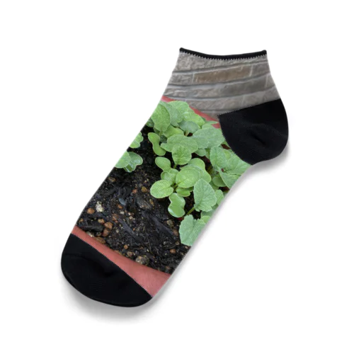 新しい始まりを象徴する緑の新芽がプランターから顔を出しました🌱 Ankle Socks