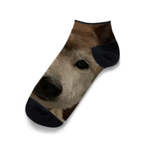 イッヌ🐶 Ankle Socks