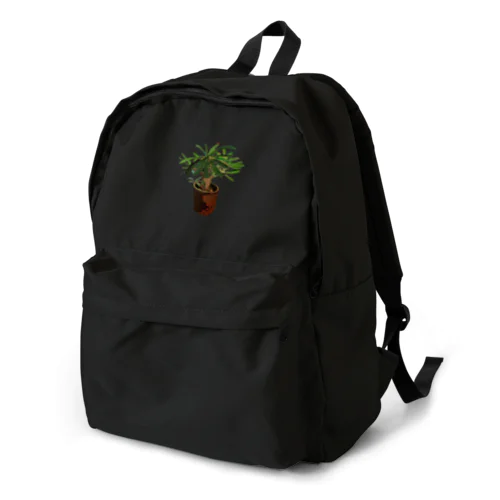 Pachypodium densiflorum Backpack