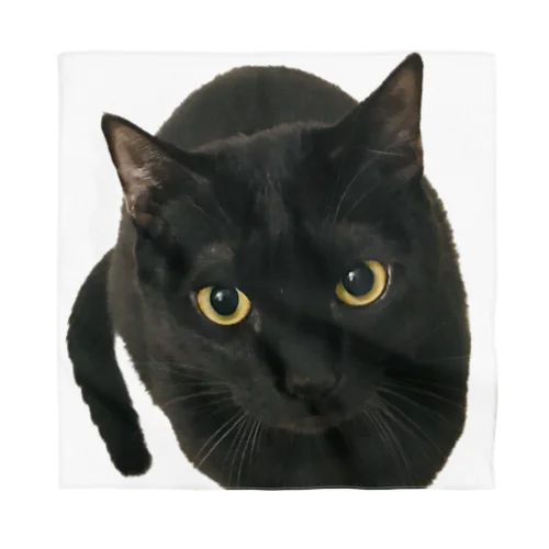 黒猫の零衣(れい)ちゃん バンダナ