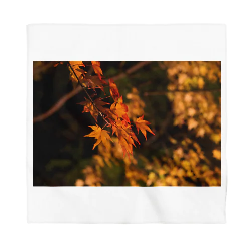 ライトアップ紅葉 - Japanese maple(night shot) - Bandana