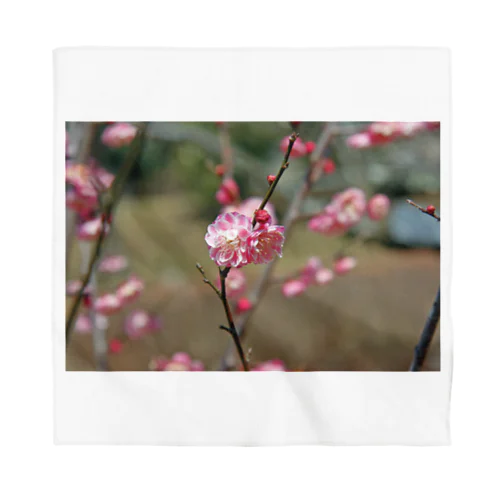 梅の花 - The pile of petals - バンダナ