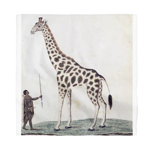 キリン（Giraffa Camelopardalis）、ロバート・ジェイコブ・ゴードン、1779年 バンダナ