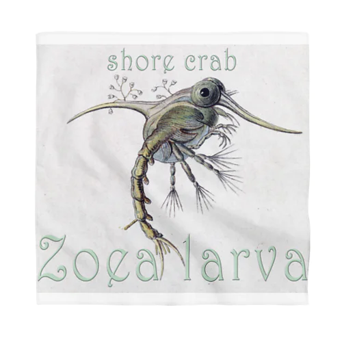 shore crab-Zoea larva「イソガニの幼生」 バンダナ