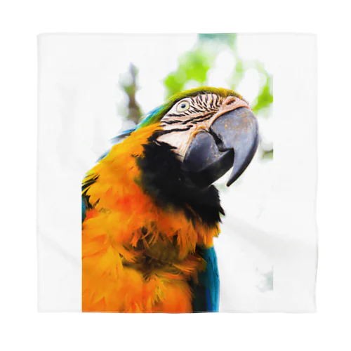 Parrot Bandana