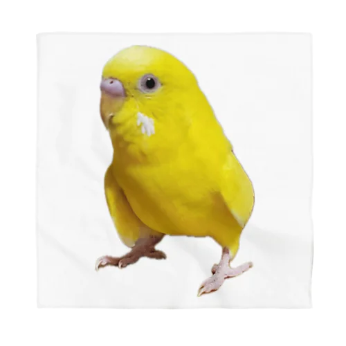 セキセイインコ　ルチノー Bandana