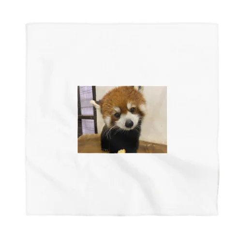 レッサーパンダ Bandana