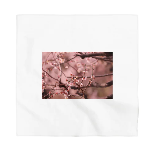 Spring has come♡ Bandana