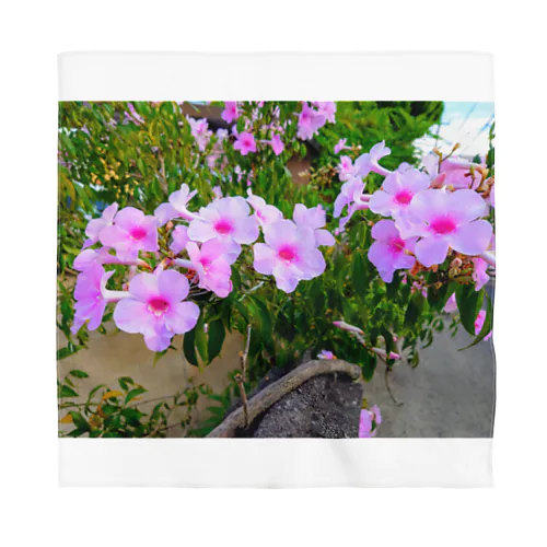 実写シリーズ【初夏の美しい花🌸】 バンダナ