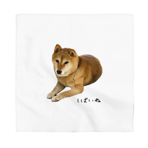 伏せ？してる柴犬さん Bandana