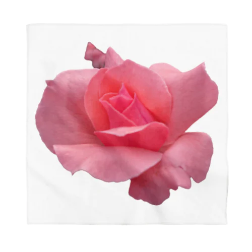 The Rose (Half-blooming) Bandana