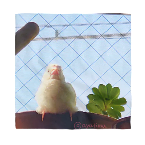 白文鳥のチマフミ Bandana