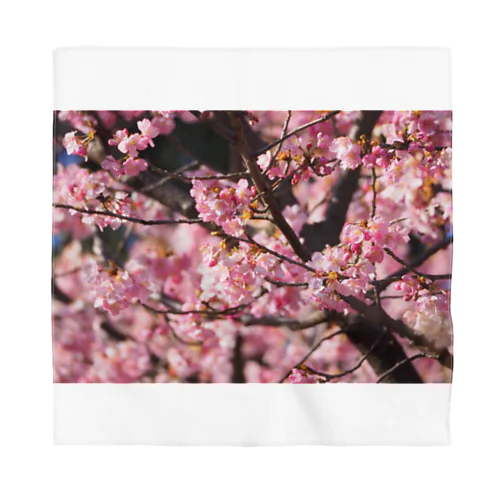 2021年の桜(№2) Bandana