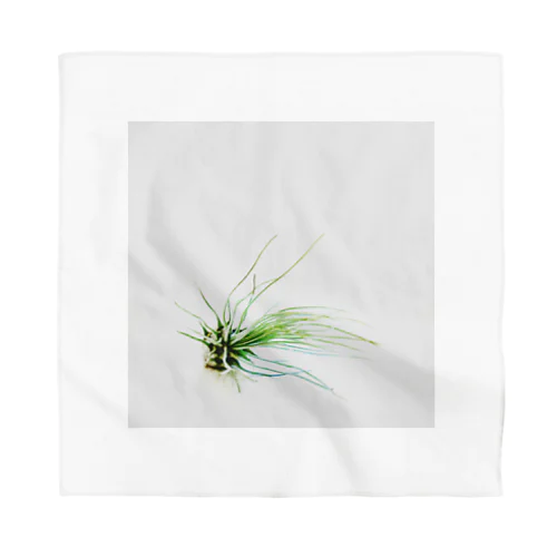 Tillandsia Bandana