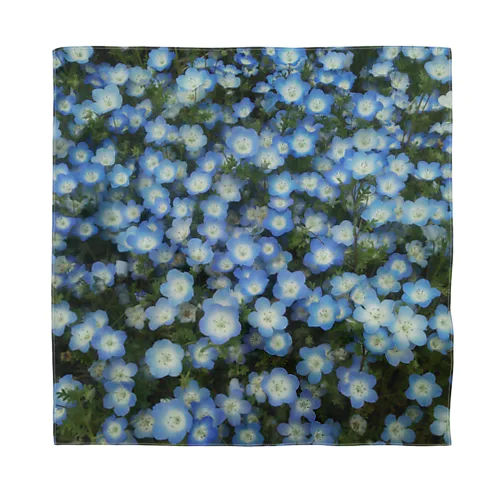 Nemophila Bandana