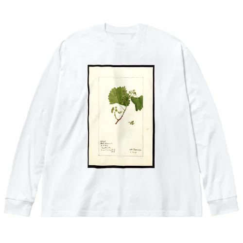  Vitis: White Staminate Big Long Sleeve T-Shirt