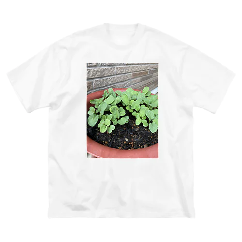 新しい始まりを象徴する緑の新芽がプランターから顔を出しました🌱 ビッグシルエットTシャツ