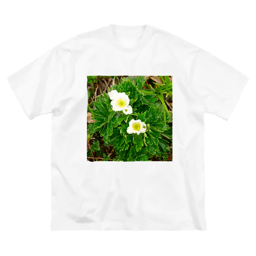 植物図鑑 ハクサンイチゲ ビッグシルエットTシャツ