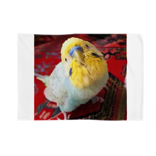 セキセイインコのBOちゃん Blanket