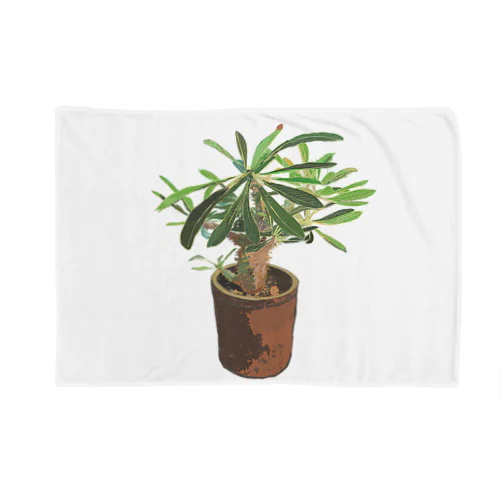 Pachypodium densiflorum Blanket