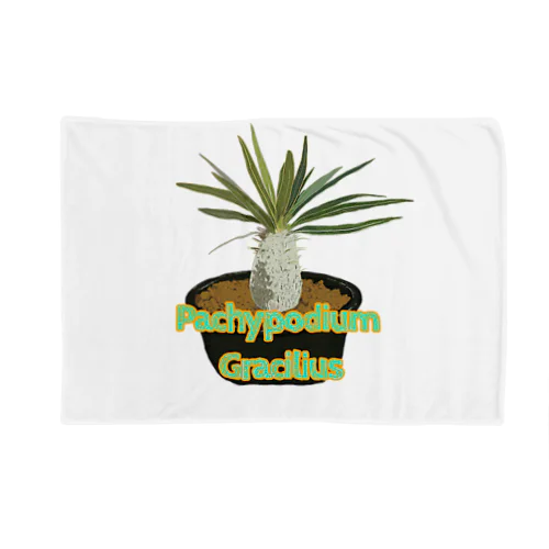 Pachypodium Gracilius Blanket