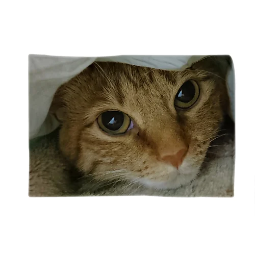 かくれ猫 Blanket