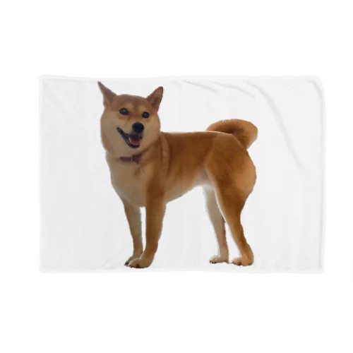 柴犬ブランケット2 Blanket