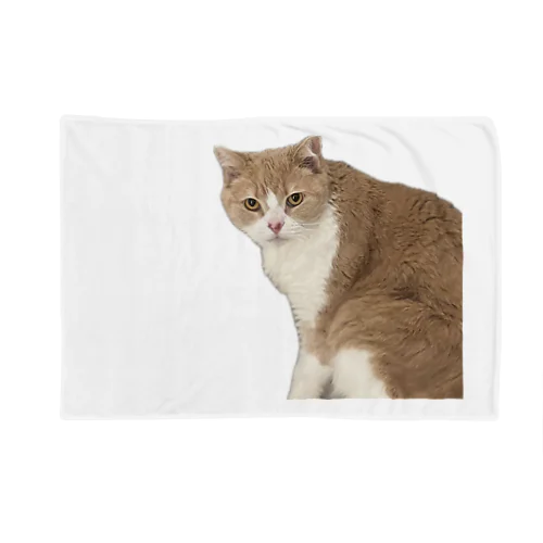 マシロくん猫グッズ Blanket