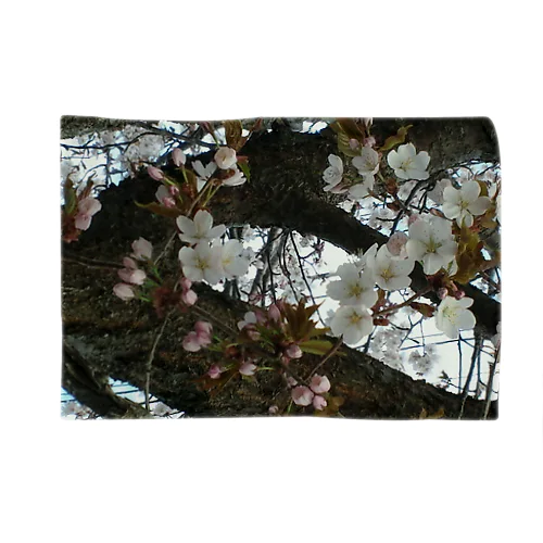 201605121700000　曇り日の桜 ブランケット