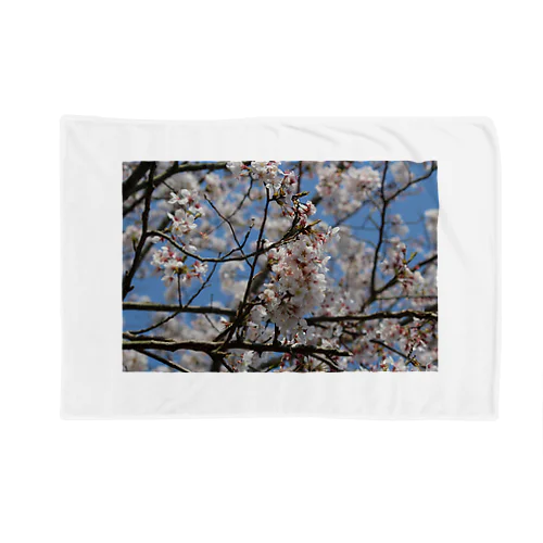 桜ーSAKURAー Blanket