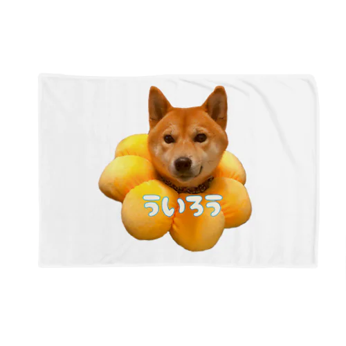 柴犬のういろう Blanket