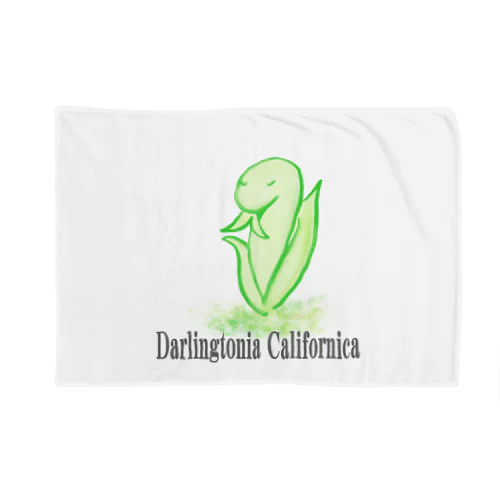 Darlingtonia Californica ブランケット