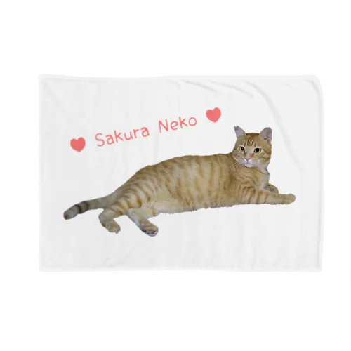 チャトラまったり🐾（さくら猫） Blanket