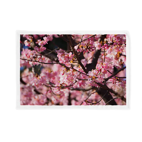 2021年の桜(№2) Blanket